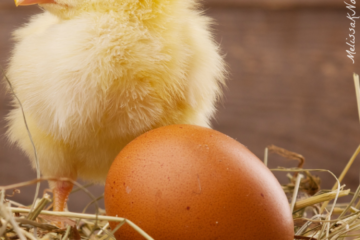 Raising Baby Chicks- Complete Beginners Guide to the First 6 Weeks