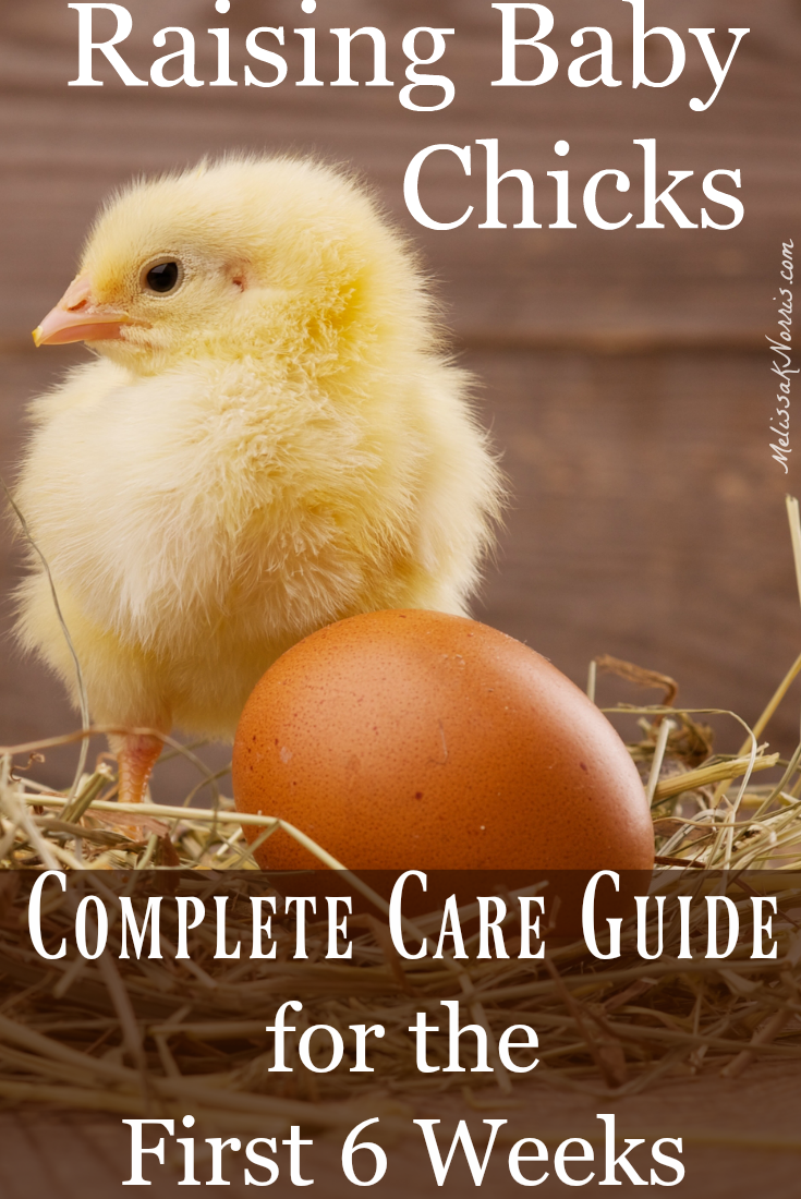 Raising Baby Chicks - Beginners Guide for the First 6 Weeks - Melissa K.  Norris