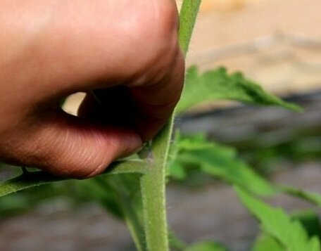 A woman's hand pinching off the sucker of a tomato plant.