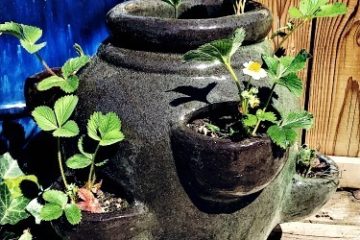 Various images with different ideas for containers used for gardening including buckets, outdoor planters, a horse trough, and plastic totes. Image overlay says "Container Gardening. Everything You Need to Know to Raise Your Own Food".