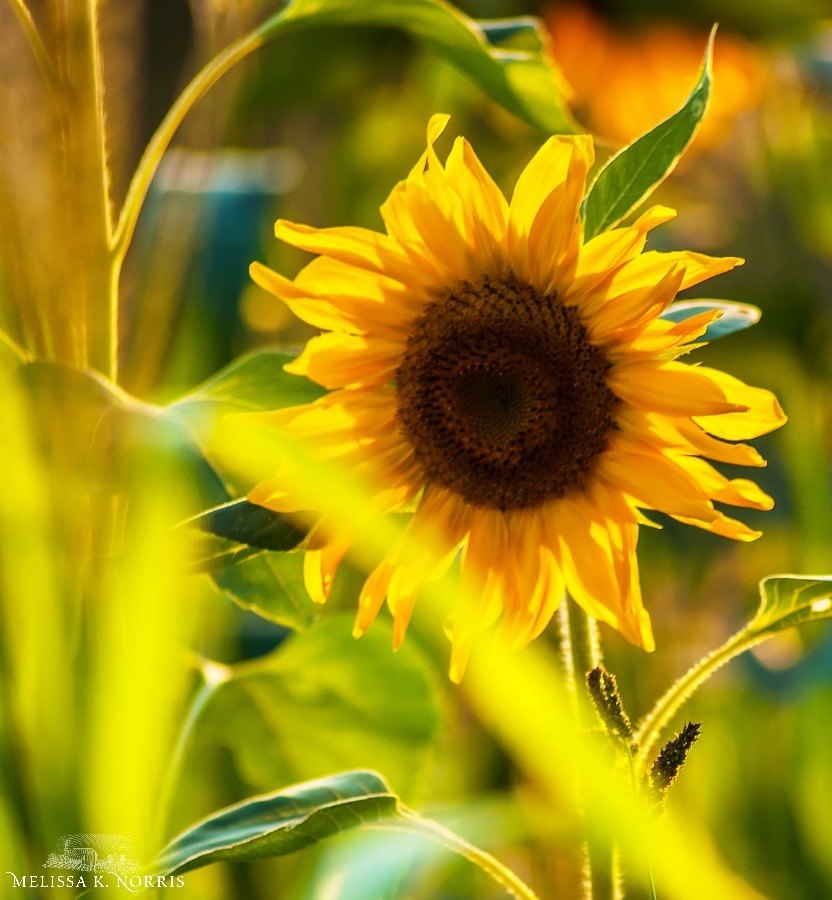 A sunflower in a cottage garden.