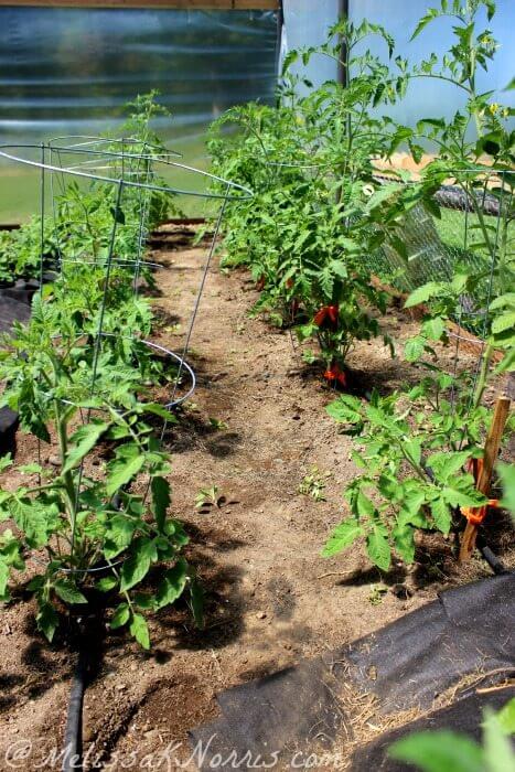 Tomatoes growing in a greenhouse with tomato cages.