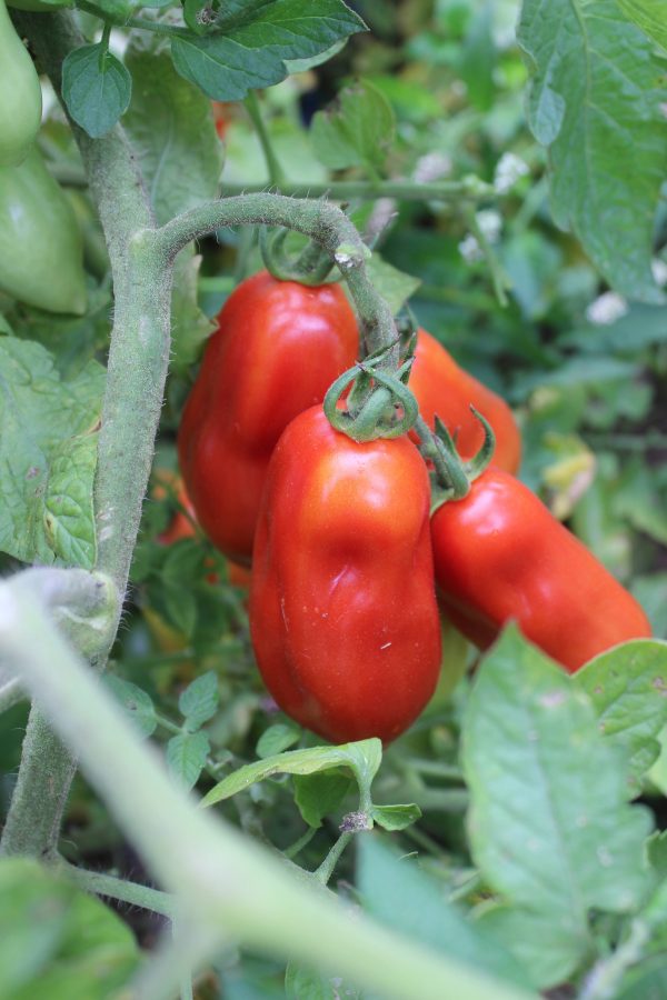 Tomatoes growing on the vine.