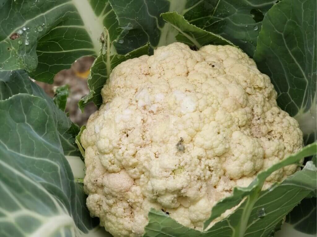 Large head of cauliflower growing in the garden.