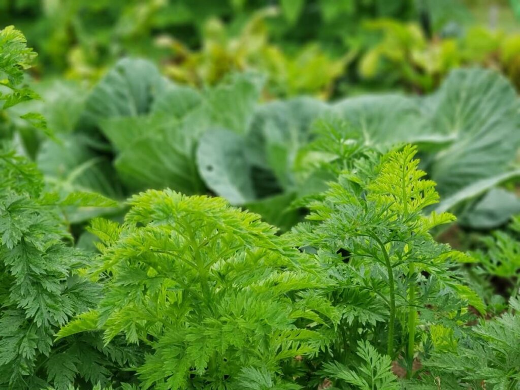 cauliflower in fall garden