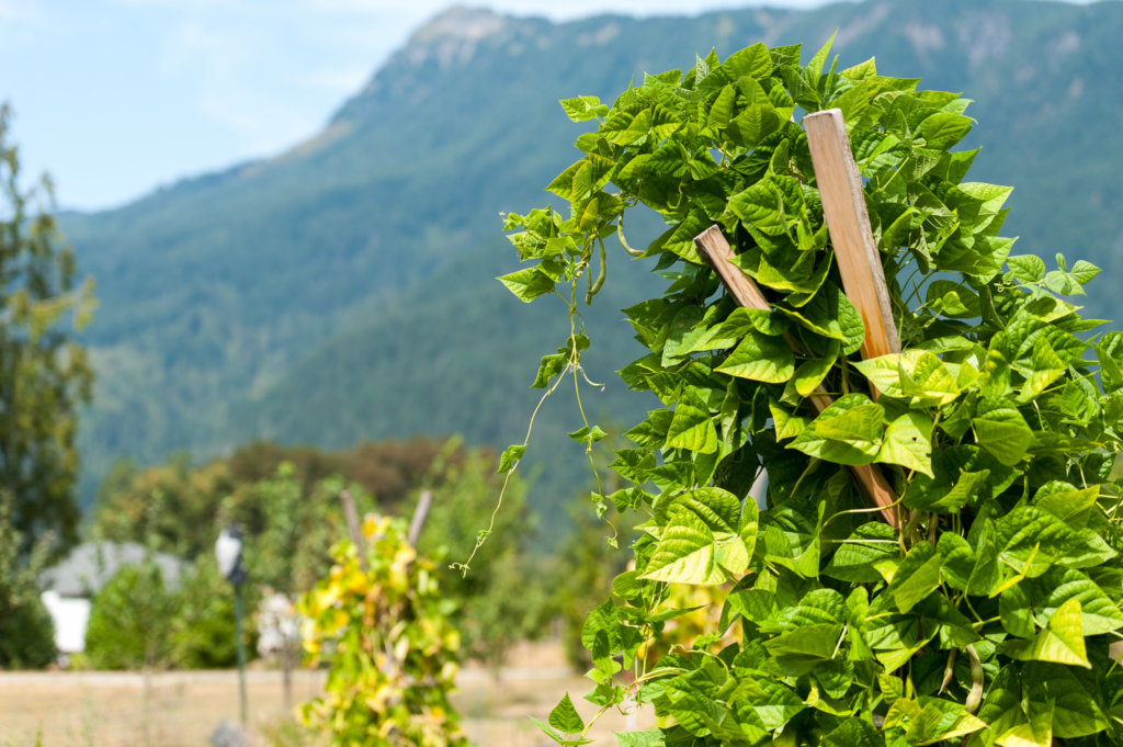 Large bean teepee with a mountain in the background.