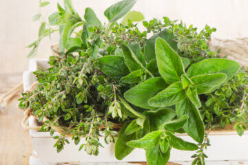 fresh herbs in box