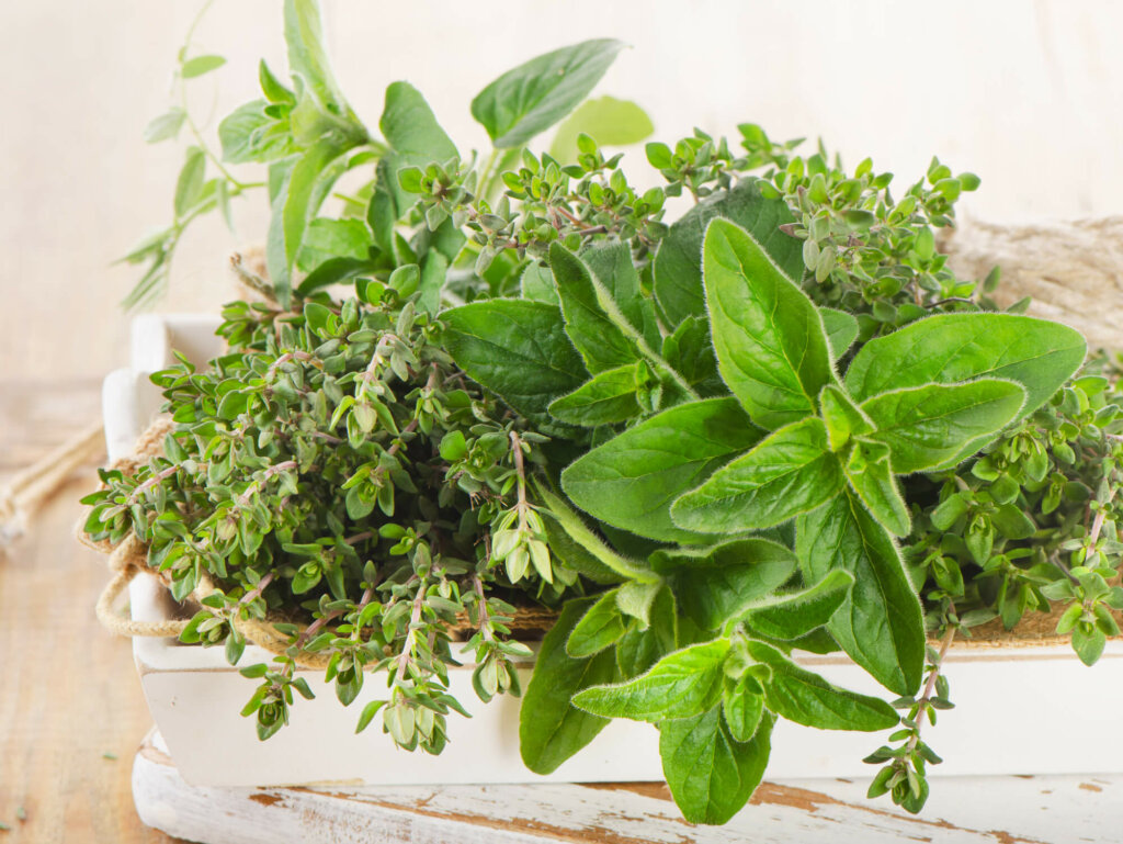 Herbs growing in a box.