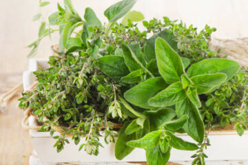 Herbs growing in a box.