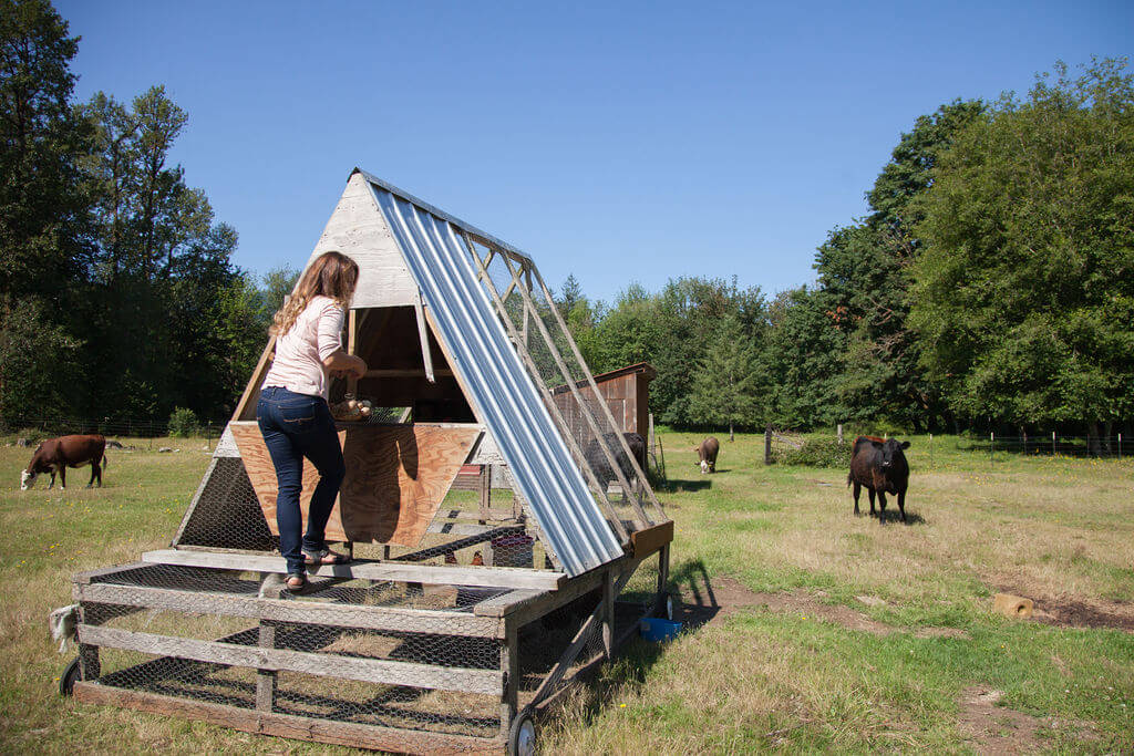 movable chicken tractor in pasture with cattle