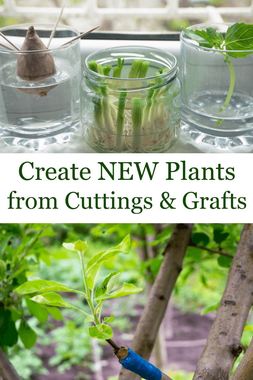 How To Propagate Plants Stem Cuttings Rooting Plants And Using Rooting Hormones Melissa K 2015