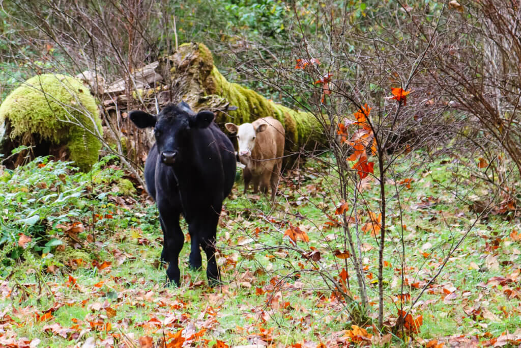 cows in pasture