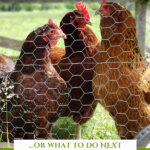 Pinterest pin with an image of three chickens in a coop.