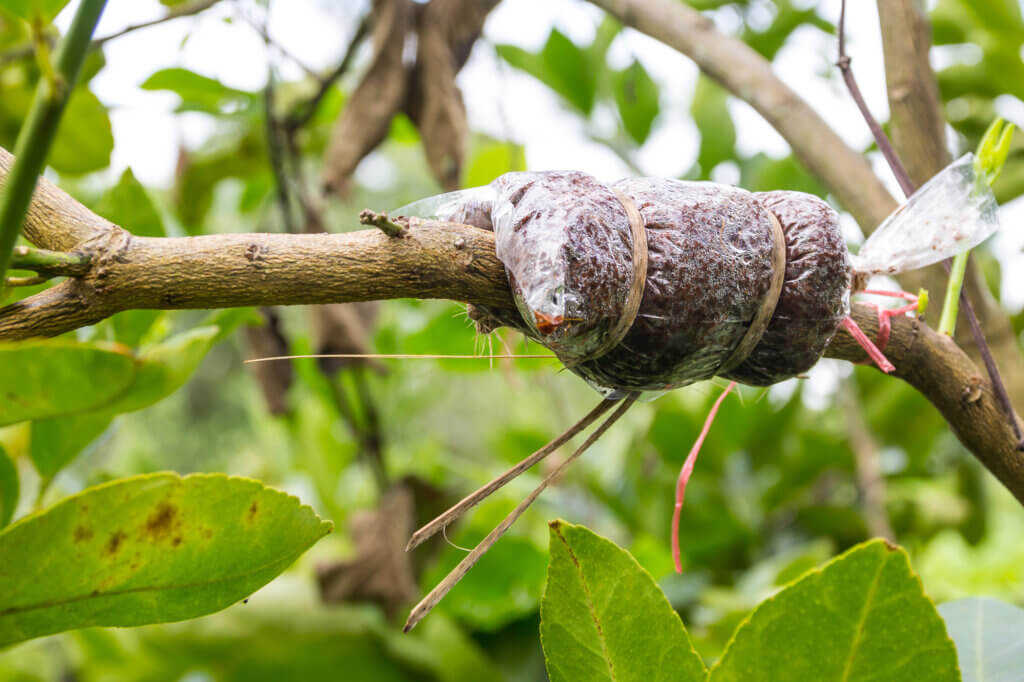 air layering a fruit tree