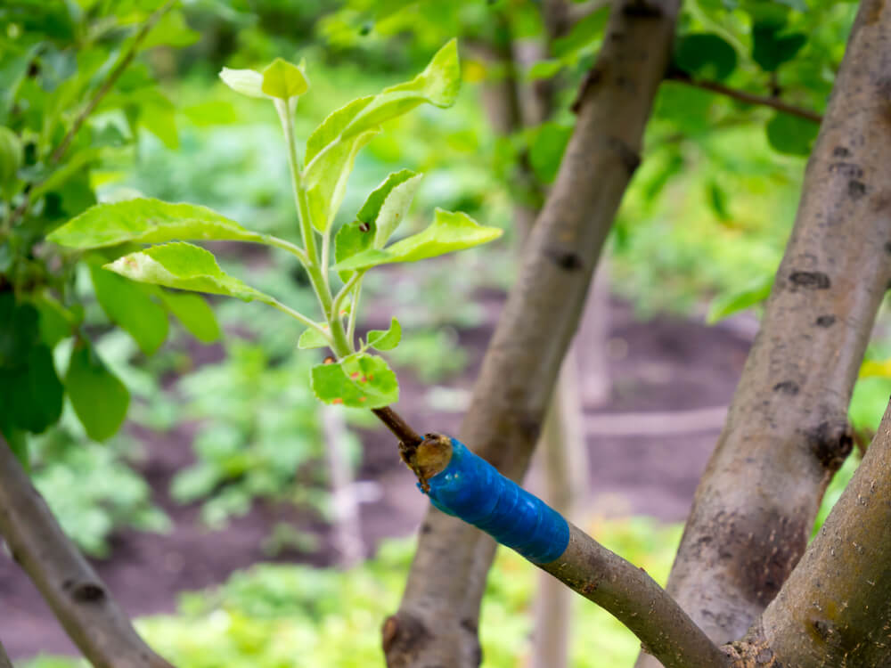 grafting a sapling onto apple tree stock