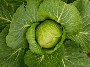 fall planting of carrots, cabbage and beets in garden