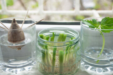 rooting stem cuttings in jars of water on windowsill