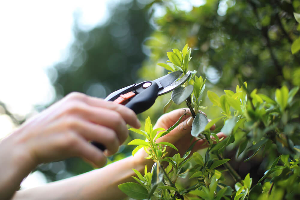 taking a stem cutting