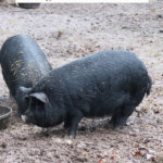 A photo of American Guinea Hogs on a Pinterest pin for raising American Guinea Hogs.