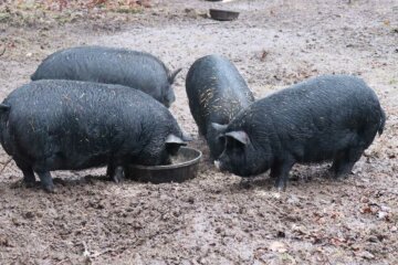 Four American Guinea Hogs eating.
