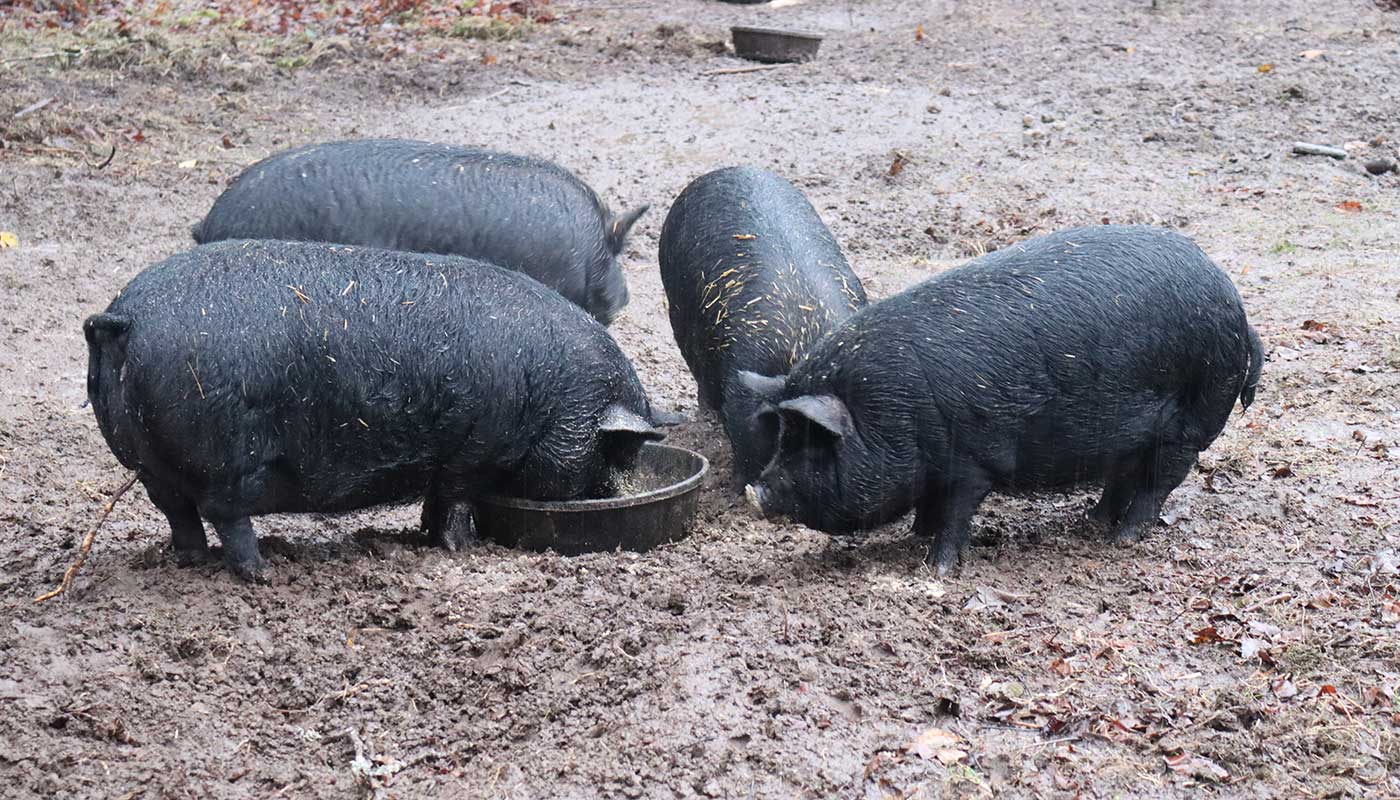 Four American Guinea Hogs eating.