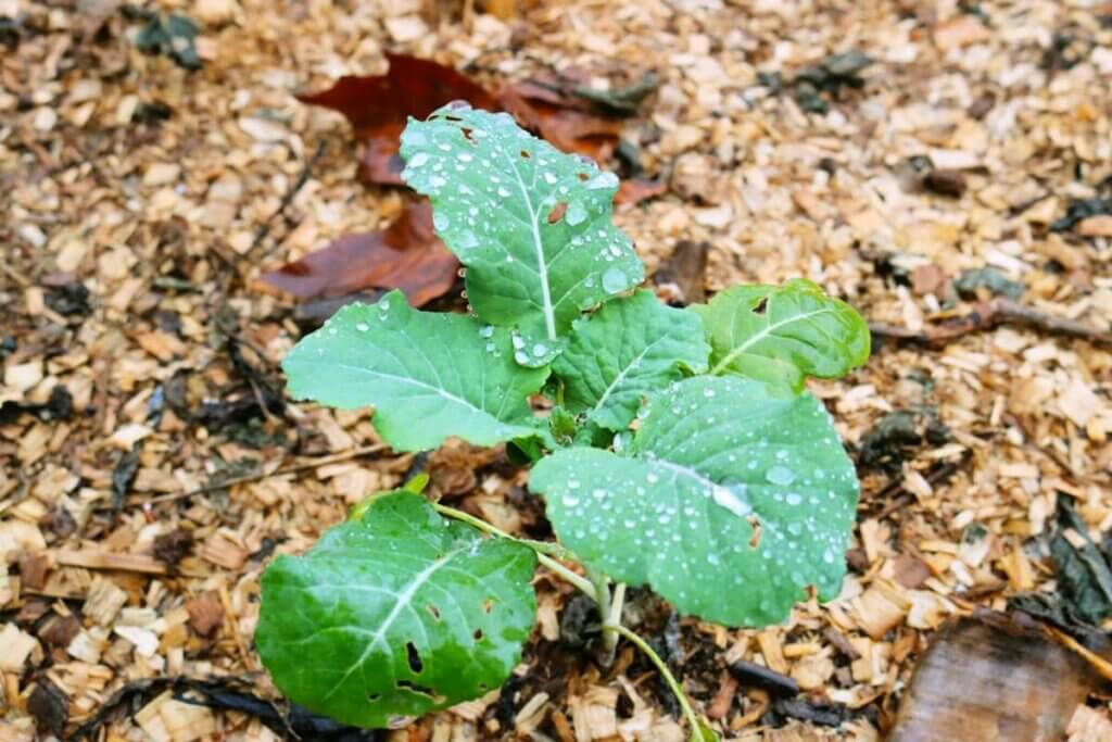 A plant growing in the garden surrounded with wood chips.