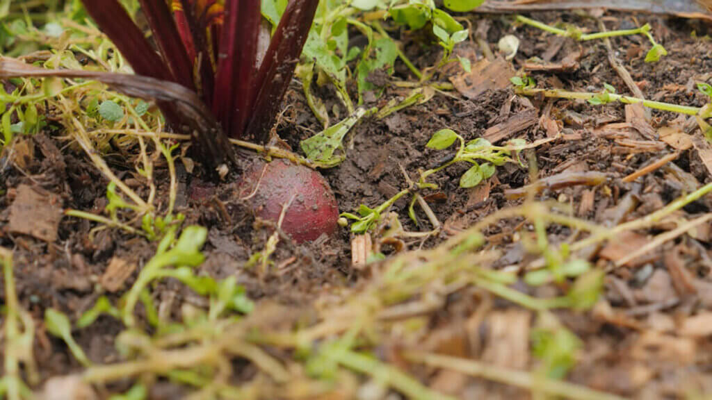 A beet in the ground.