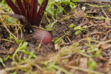 A beet in the ground.