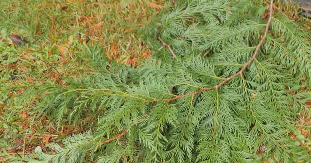 A pile of evergreen branches cut and lying on the ground.