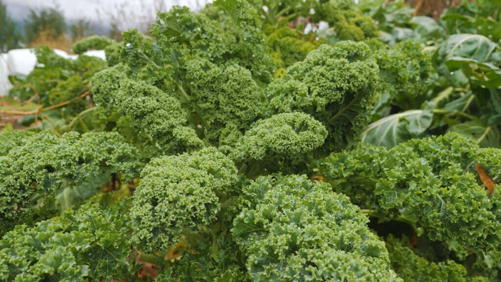 Large kale plants in the garden.