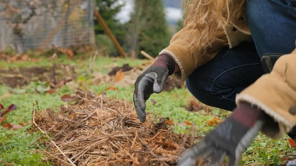 A thick layer of mulch over a row of beets.