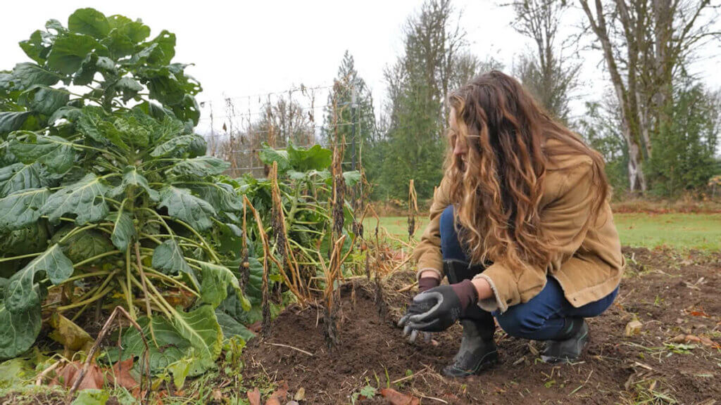 A hill of potatoes in a garden. The green tops have died back.