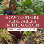 Pinterest pin with two images of crops being stored in the garden for winter.