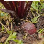 An image of a beet in the ground on a Pinterest pin about which vegetables you can store in the garden for winter.