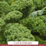 Image of large kale plants on a Pinterest pin about which vegetables can winter over in the garden.