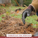Pinterest pin with an image of hands adding a layer of mulch over plants in the garden during the winter.