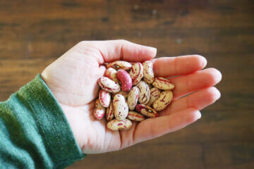 A woman's hand holding dry bean seeds.