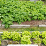 Pinterest pin with an image of a garden of raised beds filled with growing veggies.