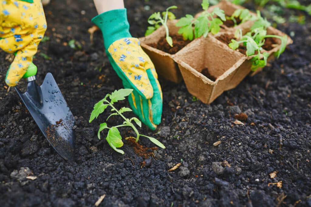 A tomato plant being planted into the garden.