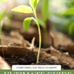 Pinterest pin for how to start seeds indoors with photos of seedlings.