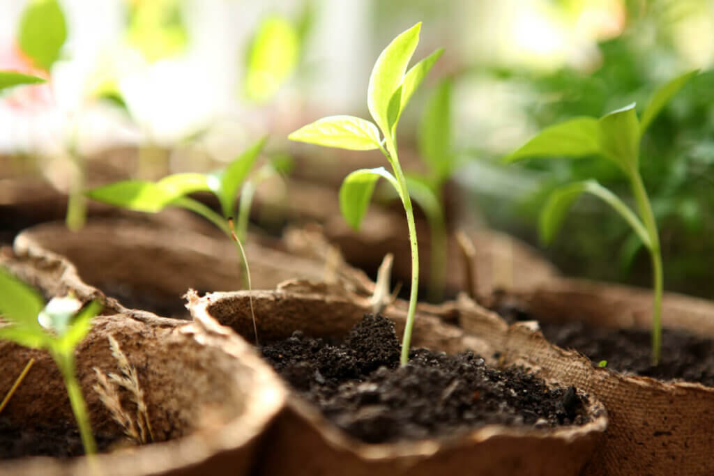 Small seedlings growing in compostable seed starting containers.