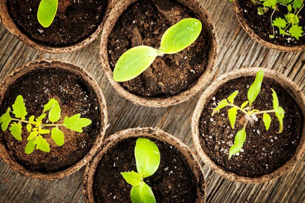 Seedlings in compostable seed starting containers.