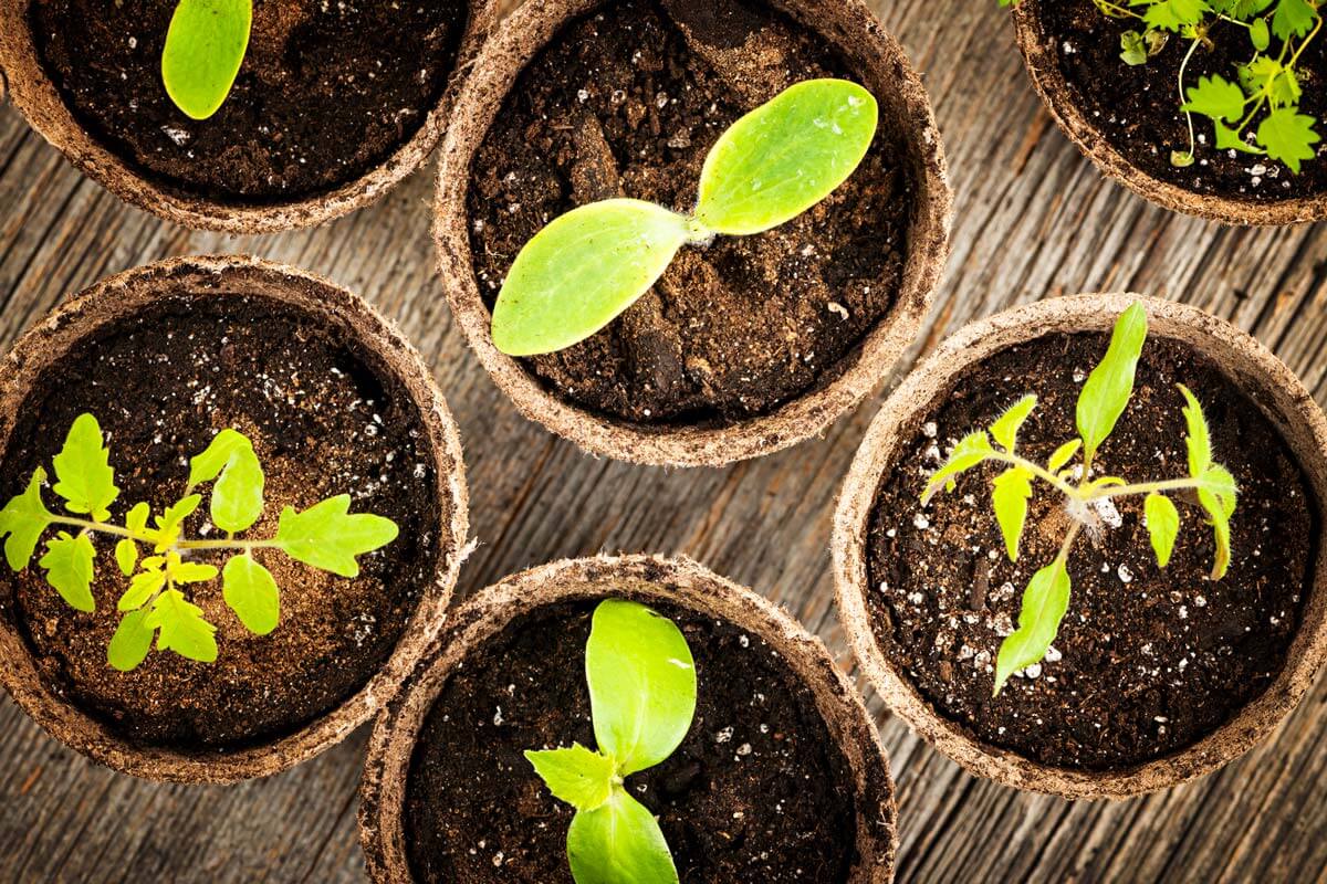 Seedlings in small compostable pots.