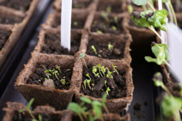 Seeds just starting to germinate in small compostable containers.