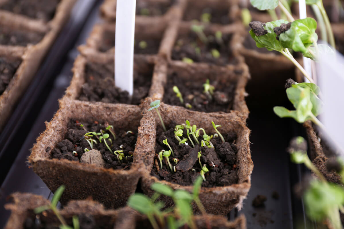 Using Vegetable Grow Bags in the Garden - Melissa K. Norris