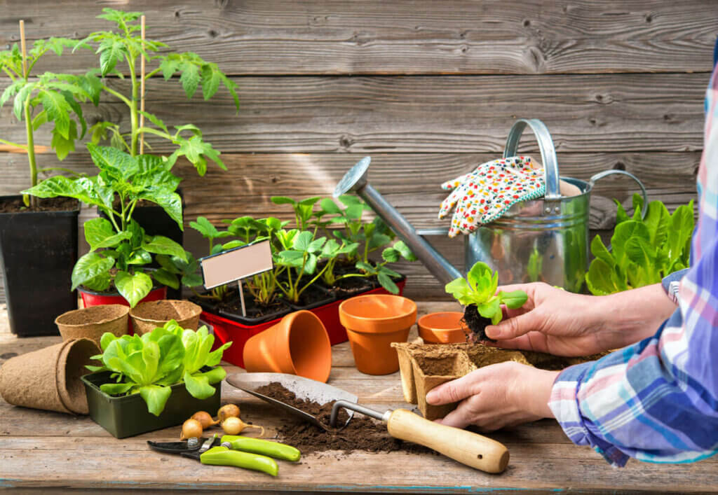 A woman moving a small plant into a larger pot.