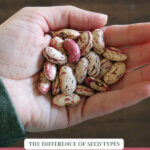Pinterest pin with a hand holding bean seeds. Text overlay says, "Where to buy heirloom seeds".