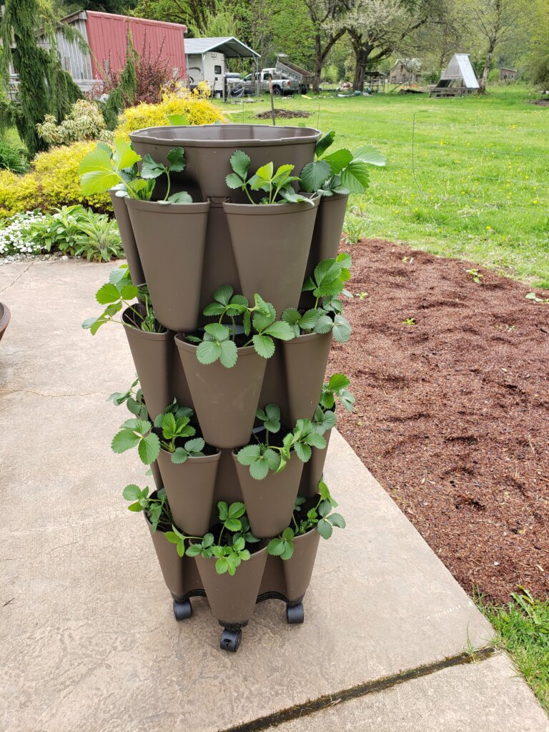Vertical container planter with strawberries on cement patio