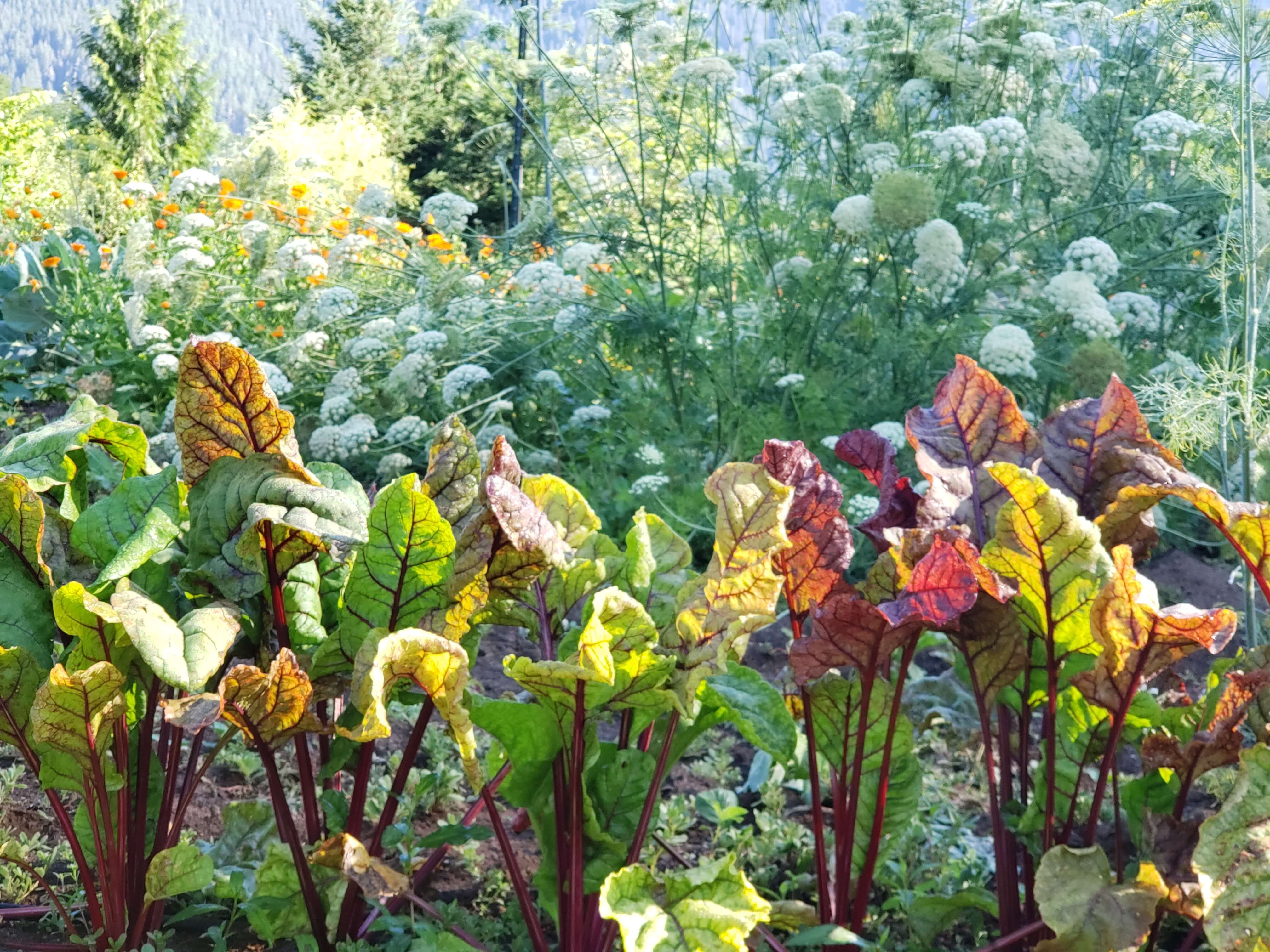 Image of a garden and a row of beets.