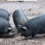 Pinterest pin with an image of American Guinea Hogs.